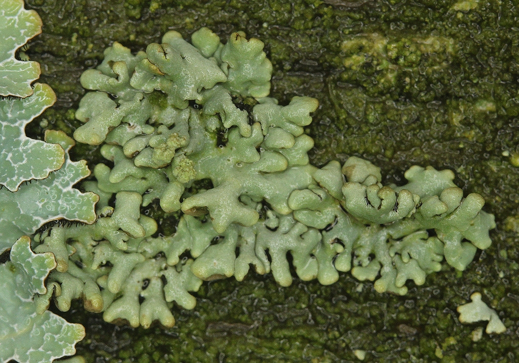 Hypogymnia tubulosa (door Laurens Sparrius)