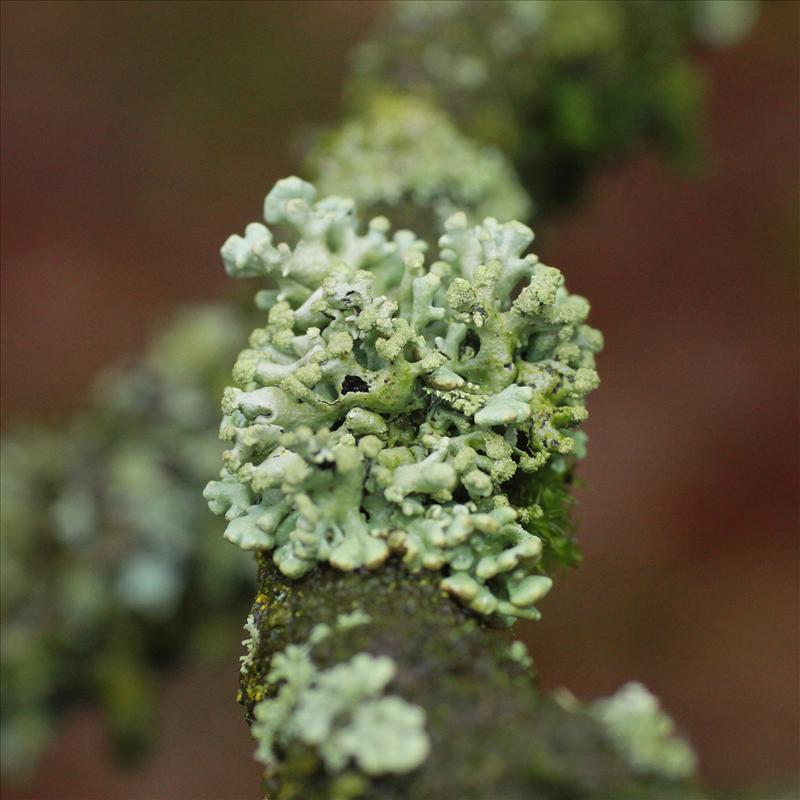 Hypogymnia tubulosa (door Maarten Immerzeel)