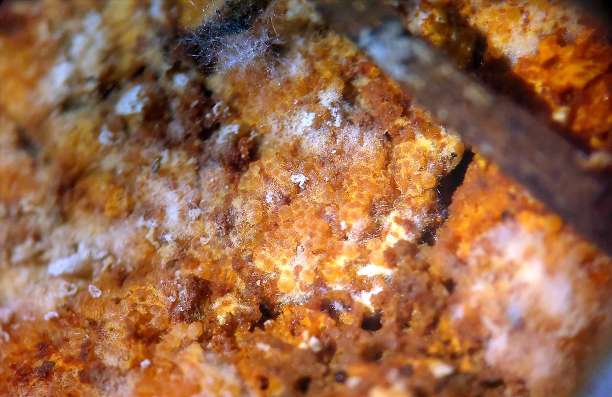 Hypomyces aurantius (door Aldert Gutter)