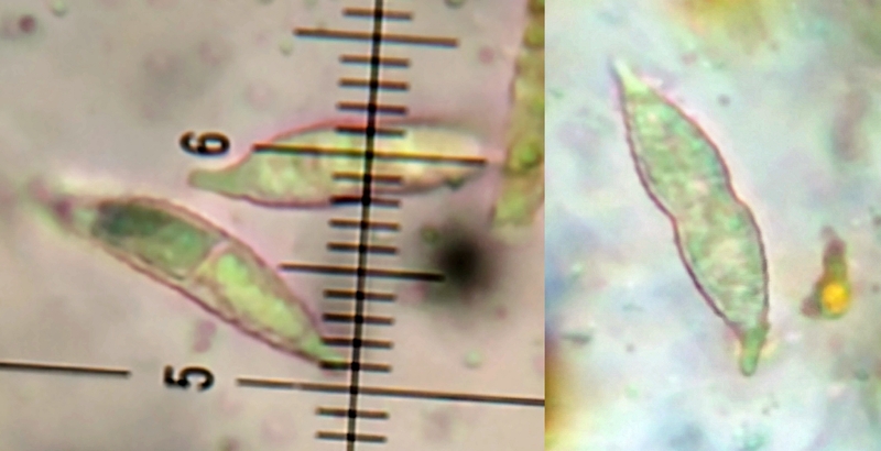 Hypomyces aurantius (door Aldert Gutter)