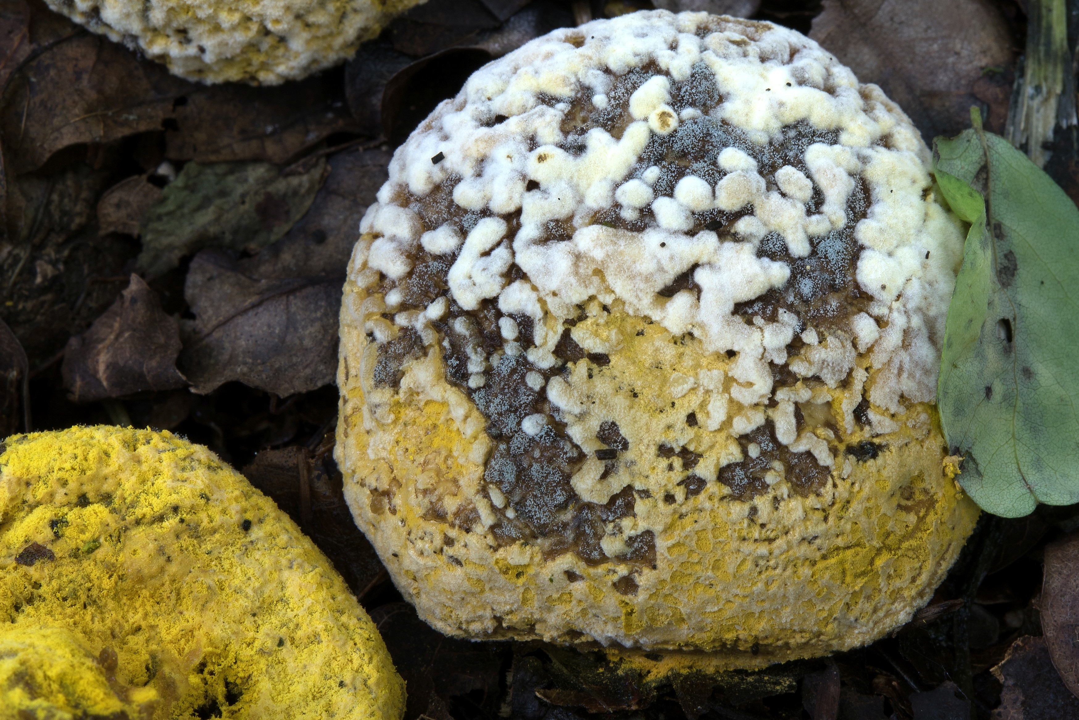 Hypomyces chrysospermus (door John den Daas)