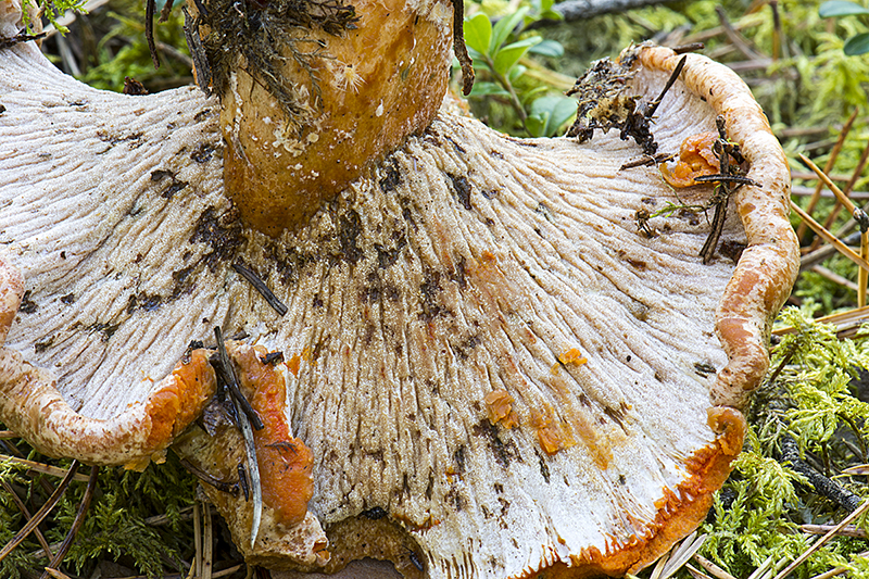 Hypomyces lateritius (door Nico Dam)