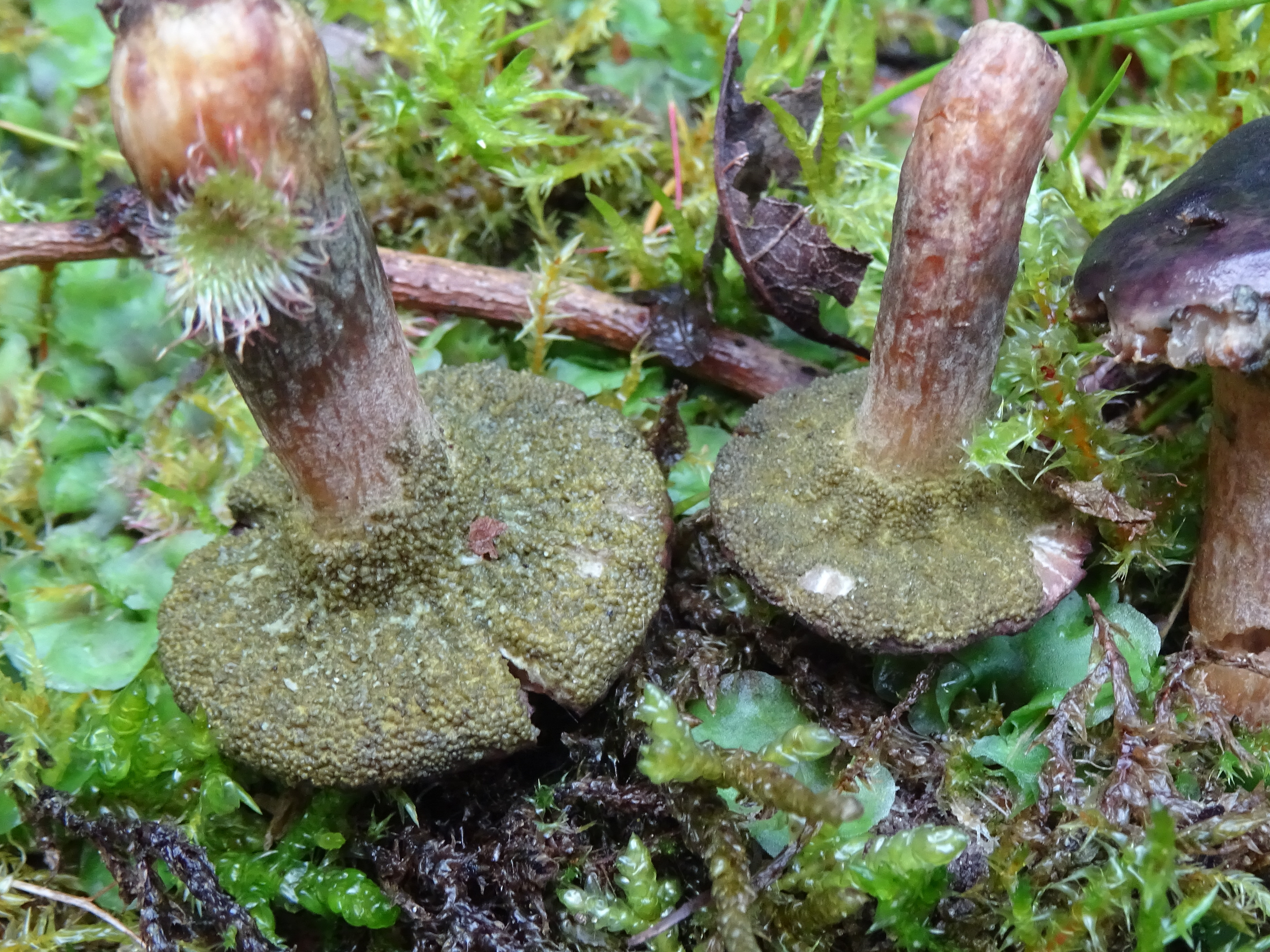 Hypomyces viridis (door Roeland Enzlin)