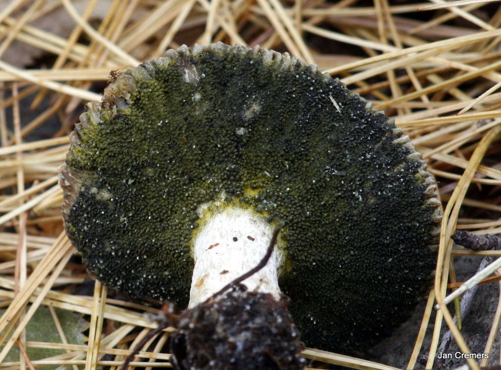 Hypomyces viridis (door Jan Cremers)