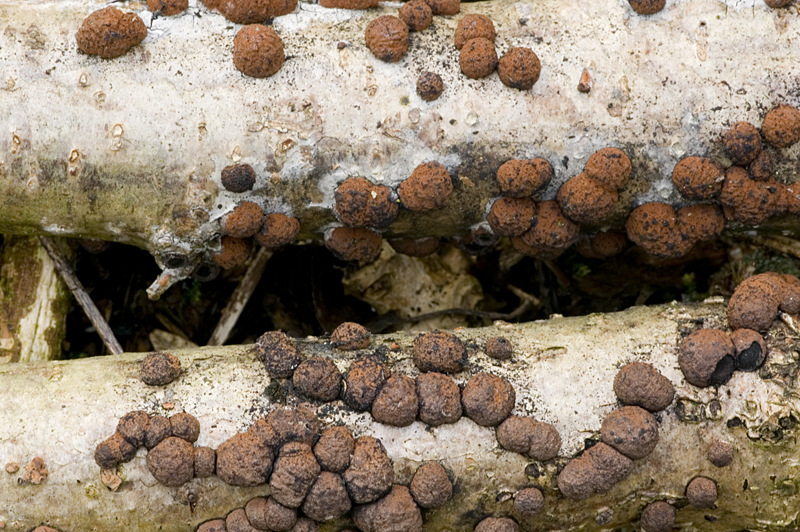 Hypoxylon howeanum (door Nico Dam)