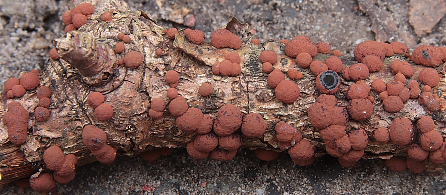 Hypoxylon howeanum (door Aldert Gutter)