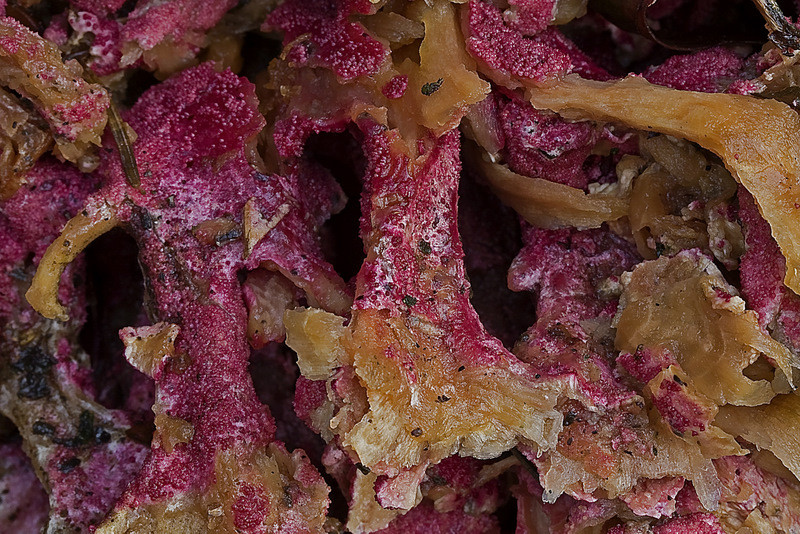 Hypomyces rosellus (door Gerben Winkel )