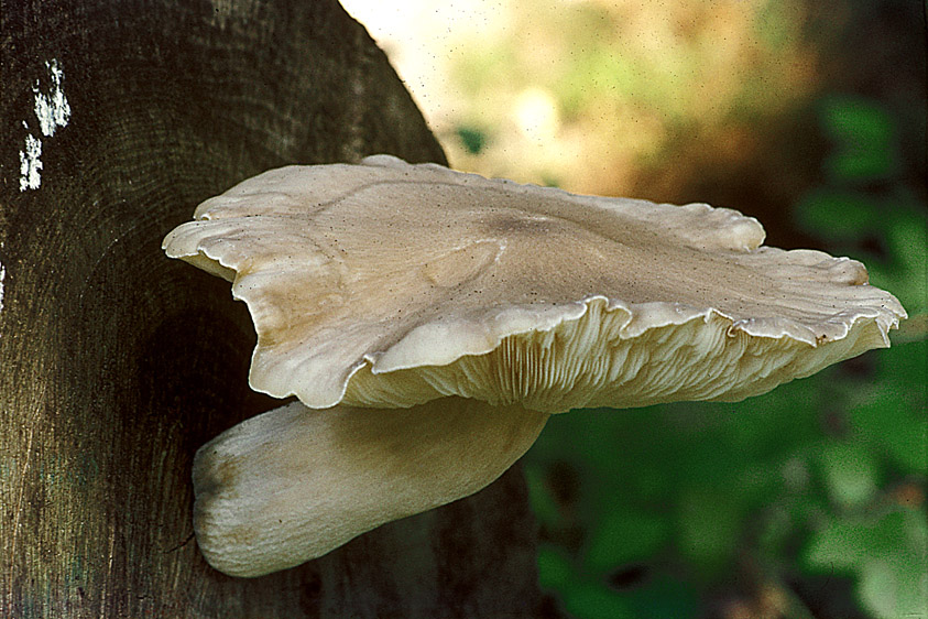 Hypsizygus ulmarius (door Henk Huijser)