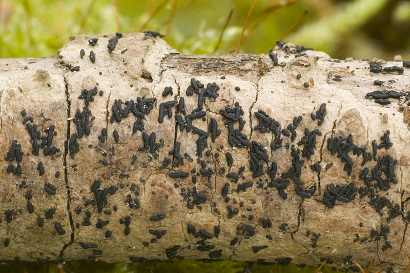 Hysterium angustatum (door Nico Dam)