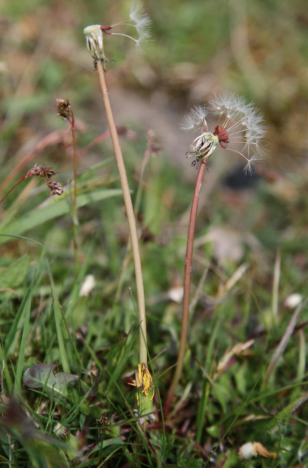 Taraxacum parnassicum (door Jelle J. Hofstra)