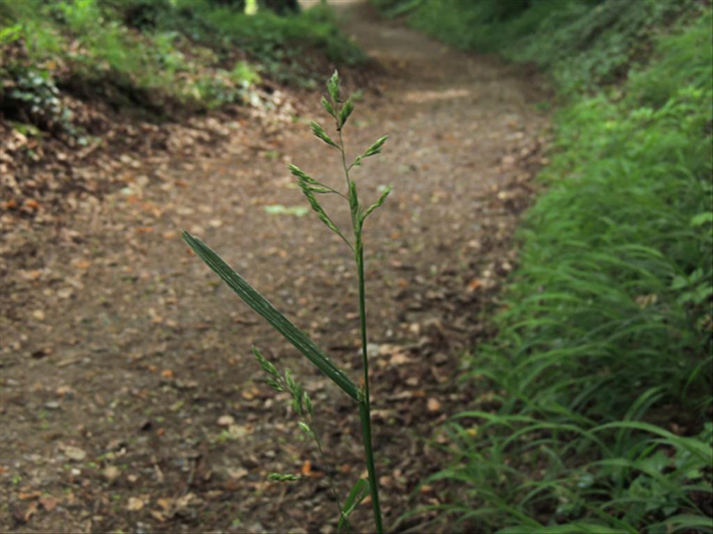 Dactylis glomerata subsp. lobata (door Jan Hein van Steenis)