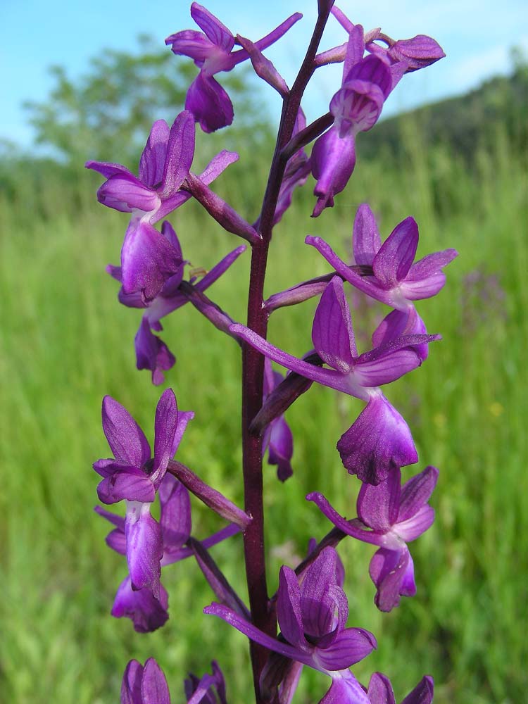 Orchis laxiflora (door Ed Stikvoort | Saxifraga)