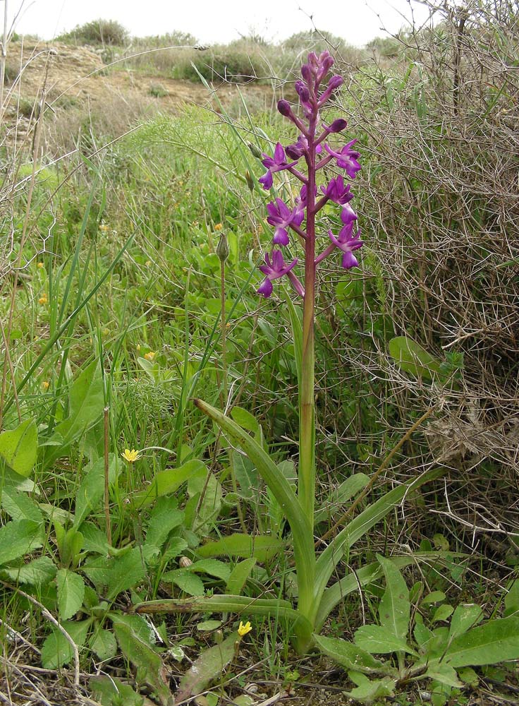 Orchis laxiflora (door Ed Stikvoort | Saxifraga)