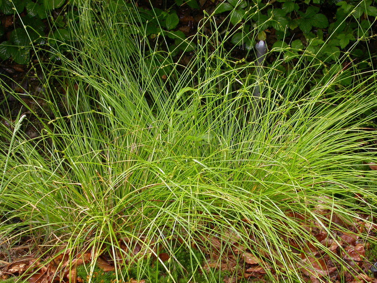 Carex remota (door Peter Meininger)