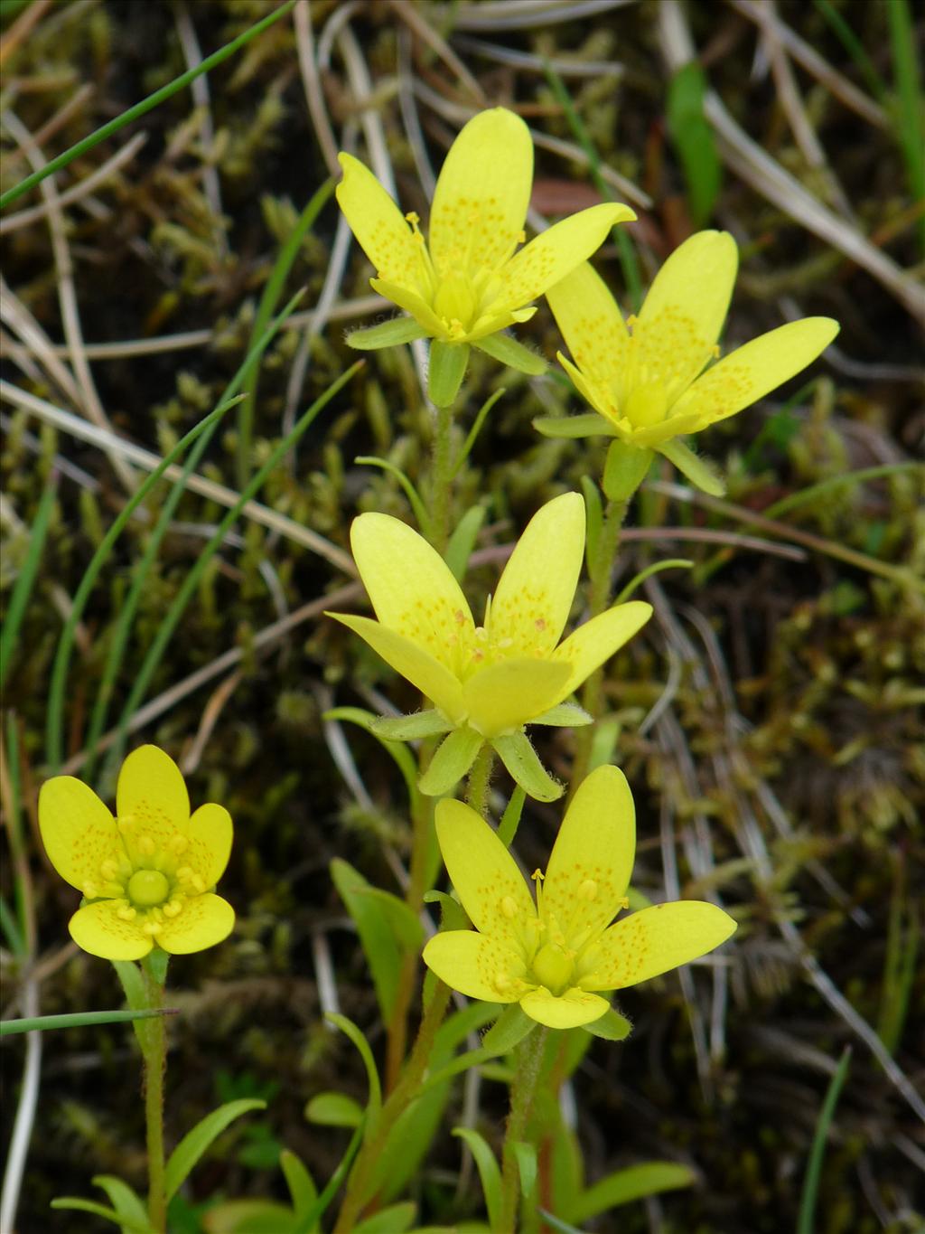 Saxifraga hirculus (door Willemien Troelstra)