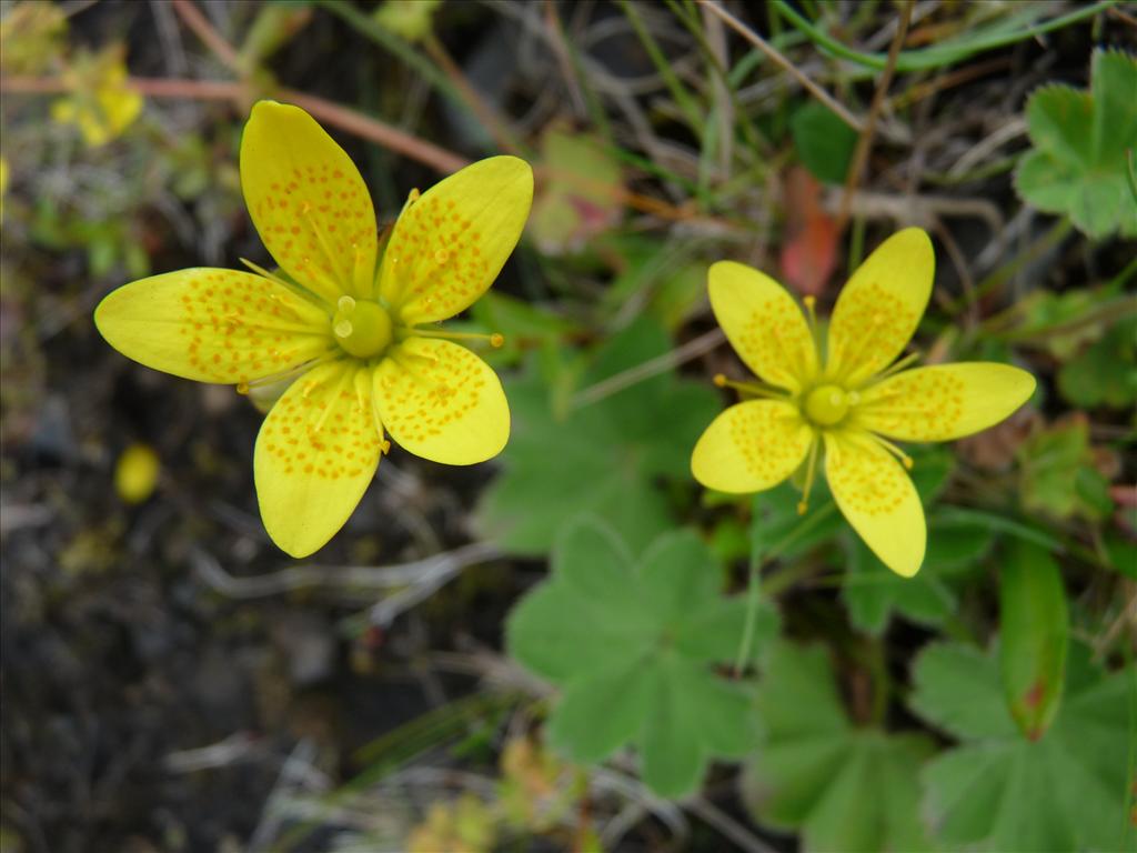 Saxifraga hirculus (door Willemien Troelstra)