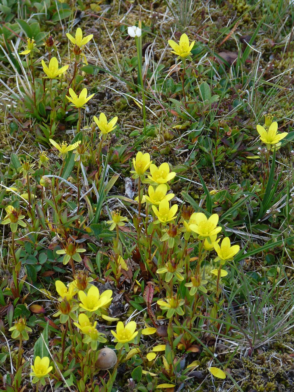 Saxifraga hirculus (door Willemien Troelstra)