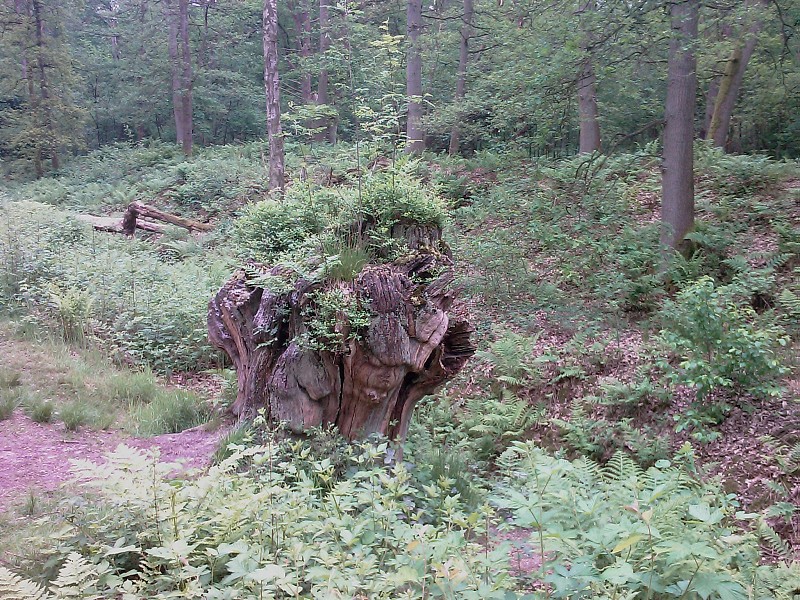 Lichenomphalia hudsoniana (door Laurens Sparrius)