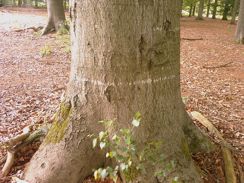 Mycoporum antecellens (door Laurens Sparrius)