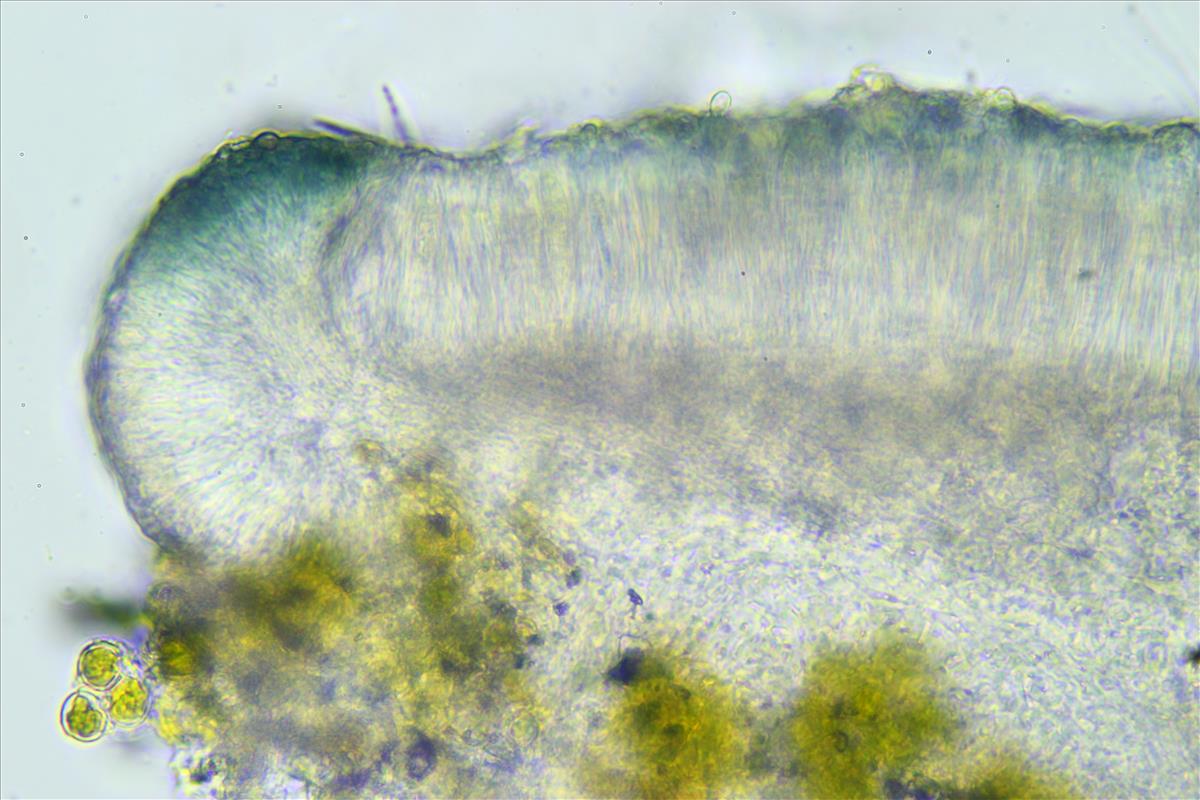 Bacidina caerulea (door Matthijs Molenaar)