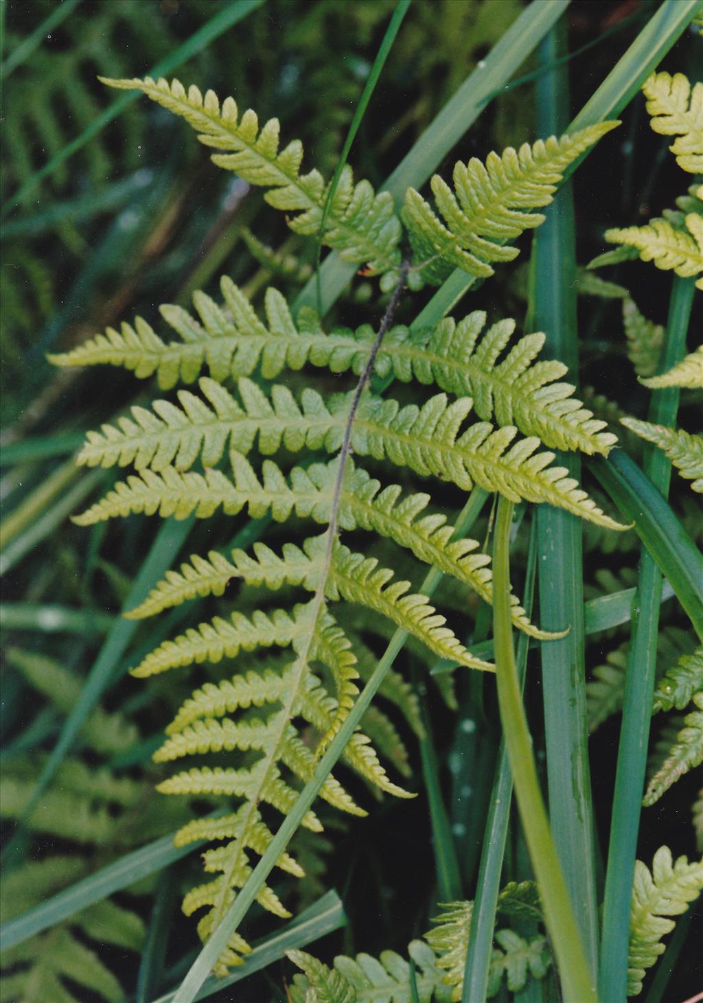 Phegopteris connectilis (door Rudolf van der Schaar)