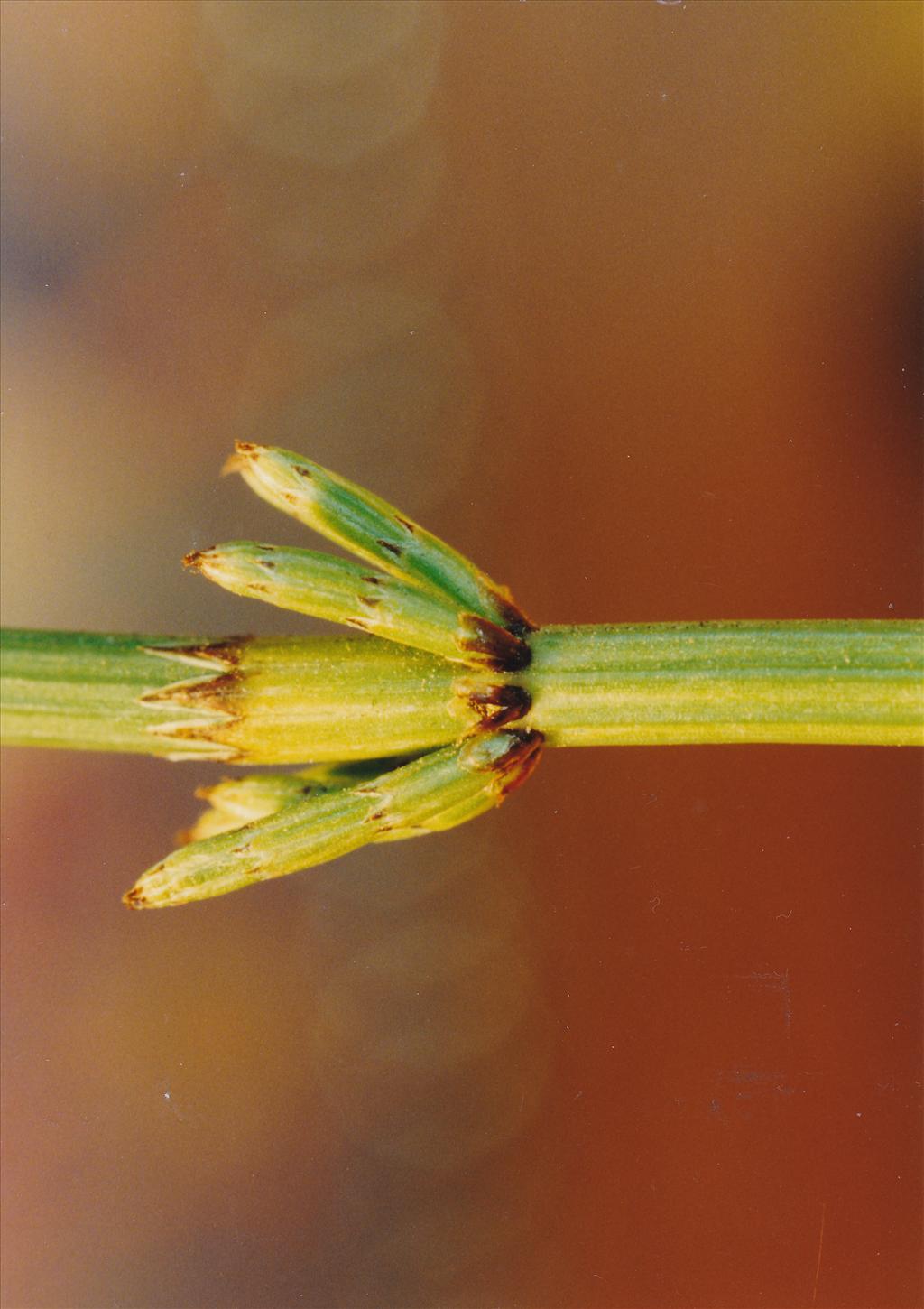 Equisetum palustre (door Rudolf van der Schaar)