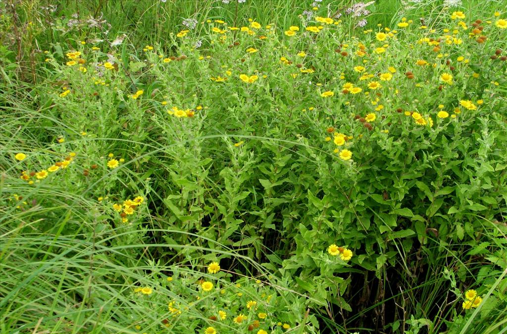 Pulicaria dysenterica (door Bert Verbruggen)