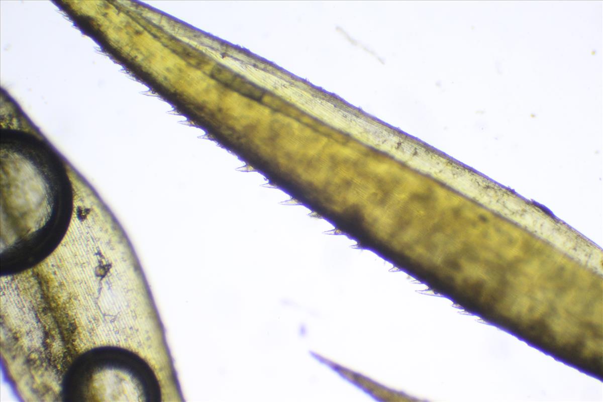 Calamagrostis stricta (door Niels Eimers)