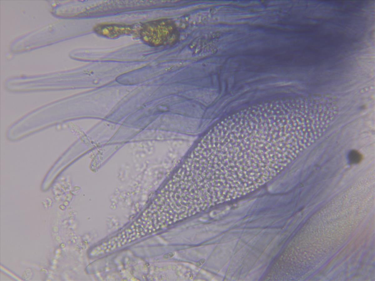 Thelocarpon pallidum (door Tom Schier)