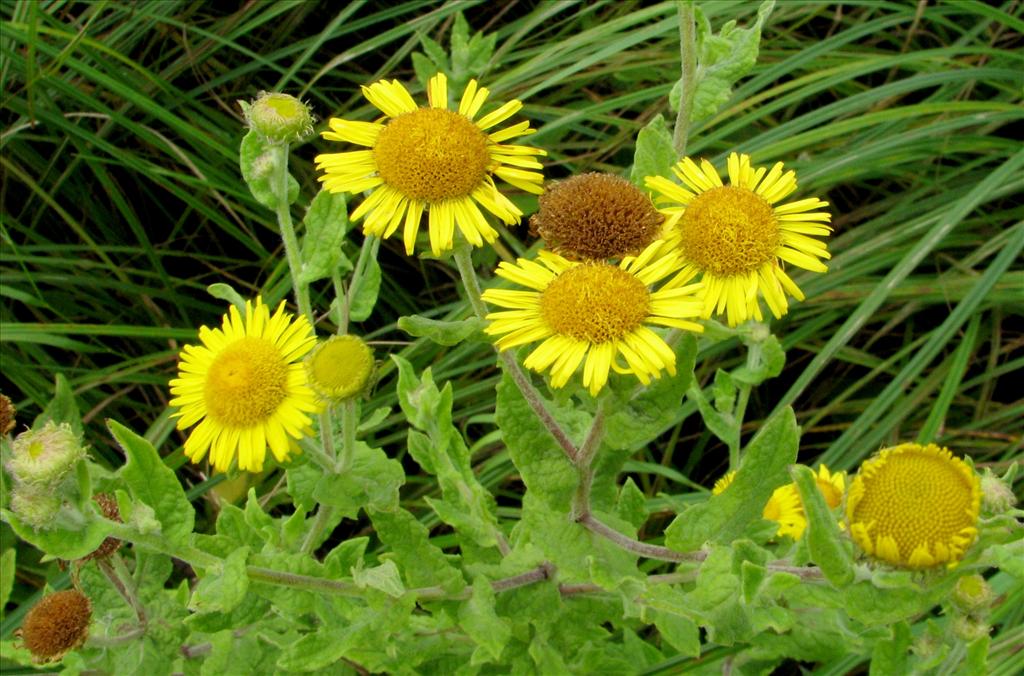 Pulicaria dysenterica (door Bert Verbruggen)