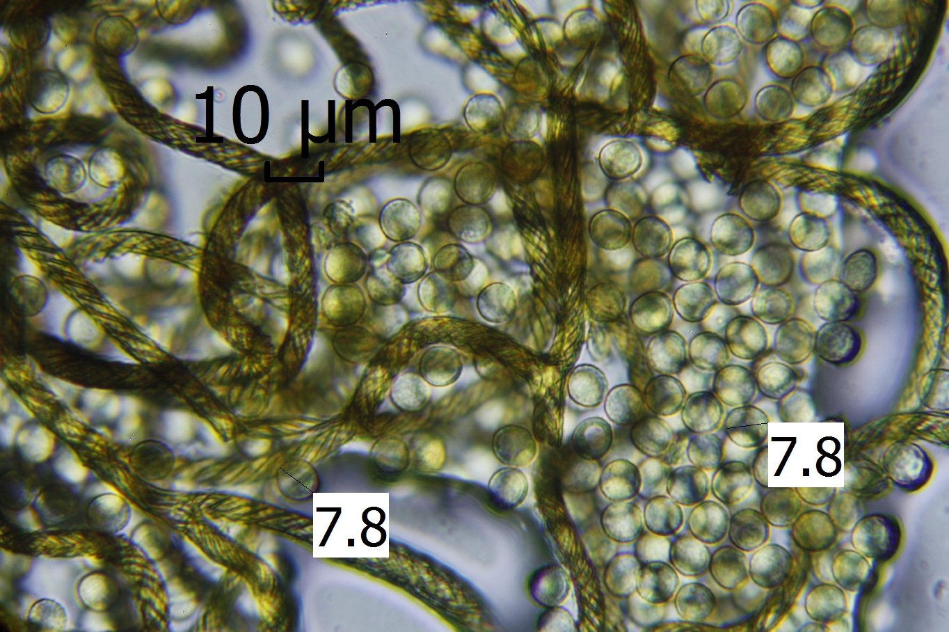 Hemitrichia clavata (door Ben Engelen)