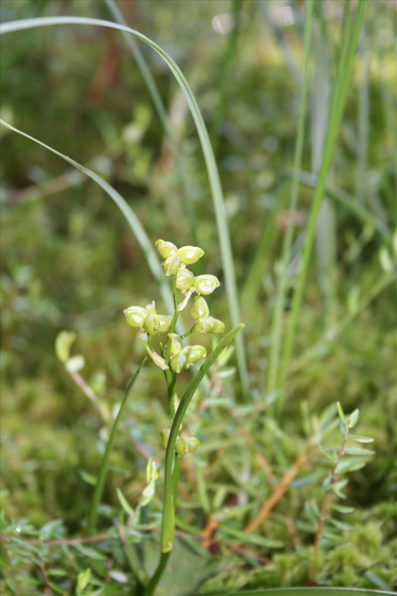 Scheuchzeria palustris (door Egbert de Boer)