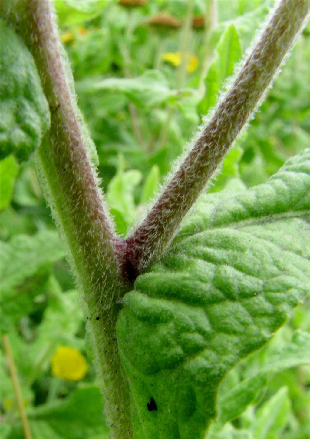 Pulicaria dysenterica (door Bert Verbruggen)