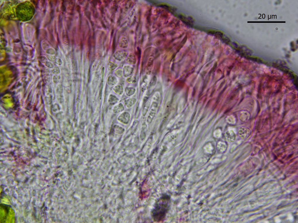Xanthocarpia crenulatella (door Lukas Verboom)