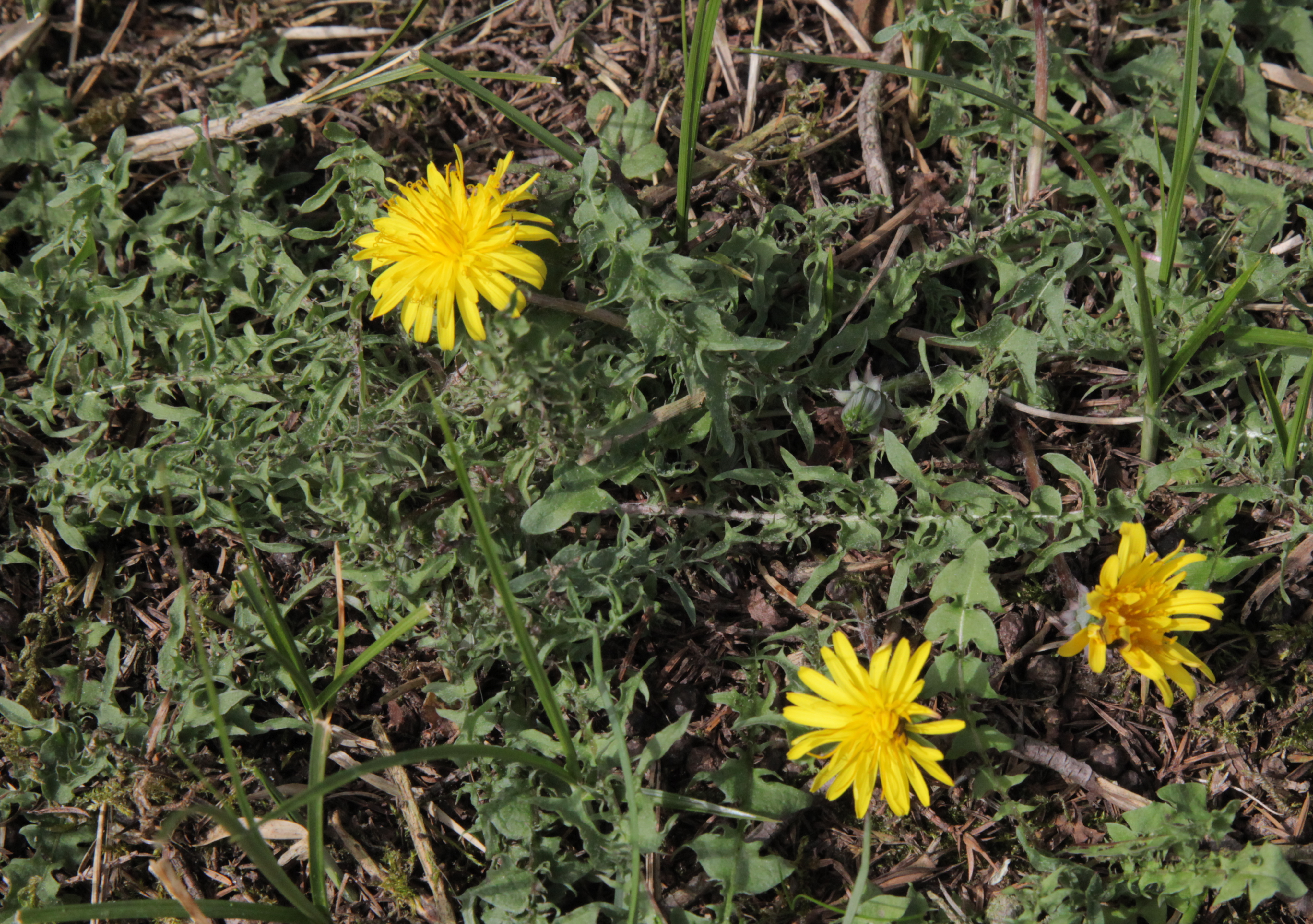 Taraxacum tortilobum (door Jelle Hofstra)