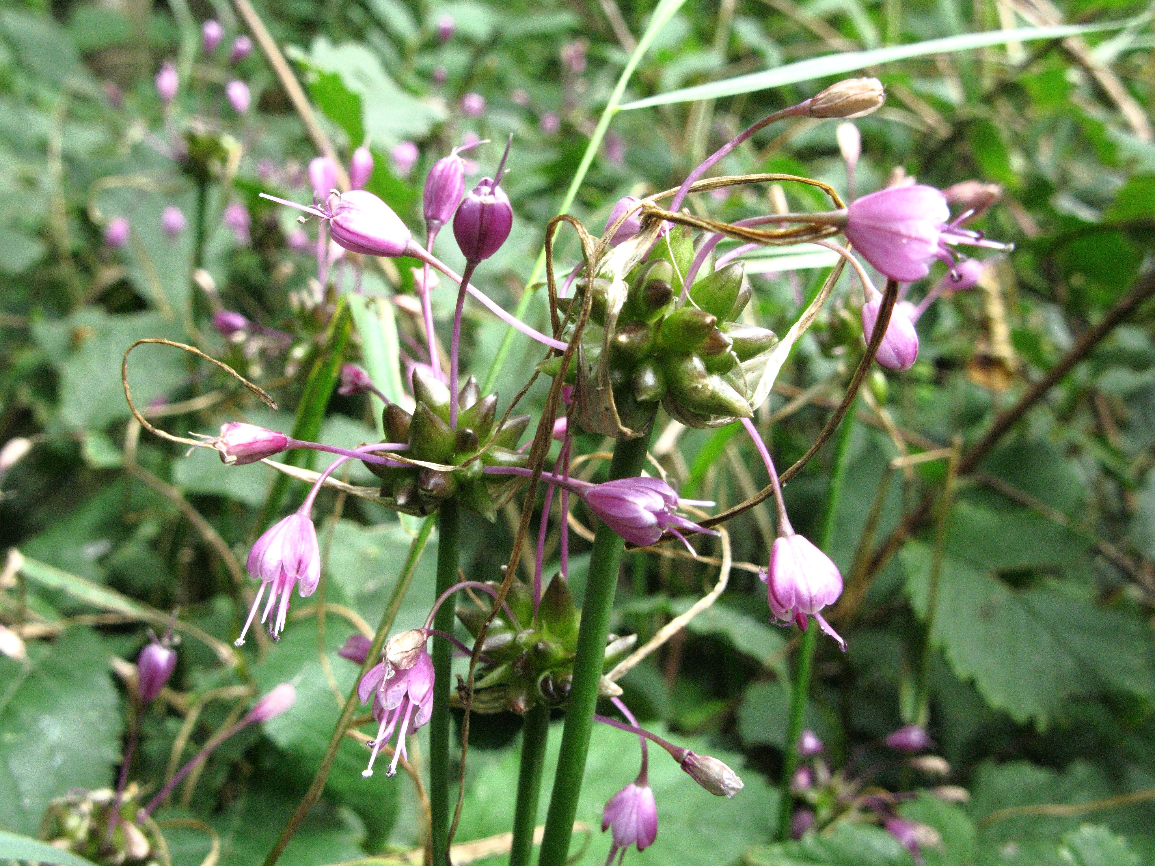 Allium carinatum (door Gerrit Welgraven)