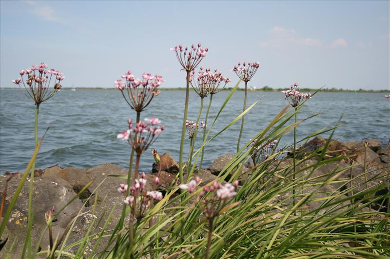 Butomus umbellatus (door Egbert de Boer)