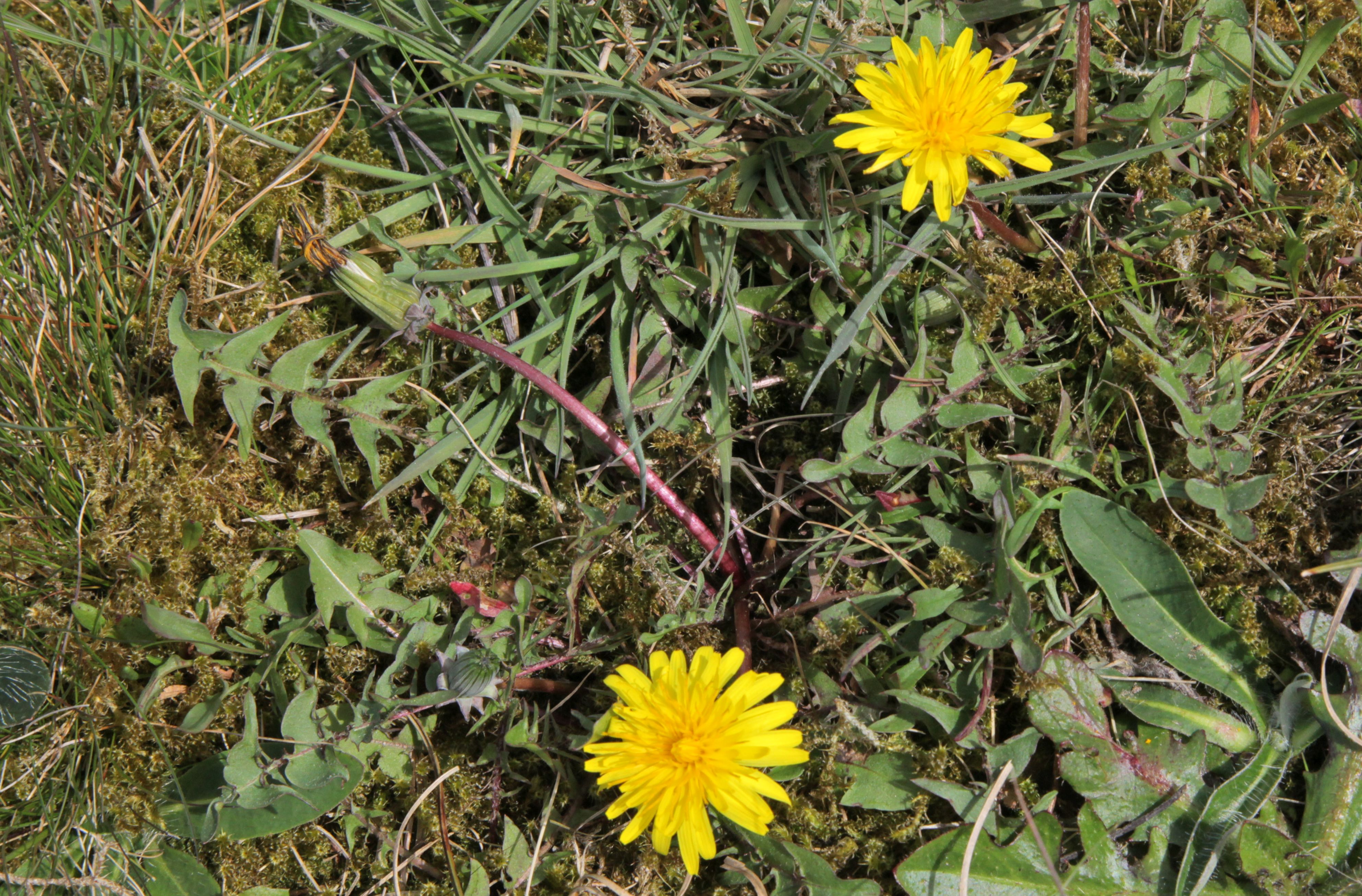 Taraxacum tortilobum (door Jelle Hofstra)