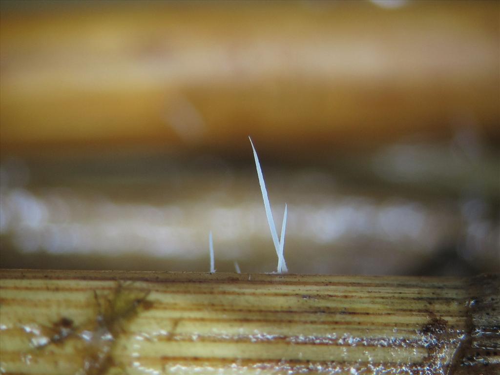 Pterula gracilis (door Marian Jagers)