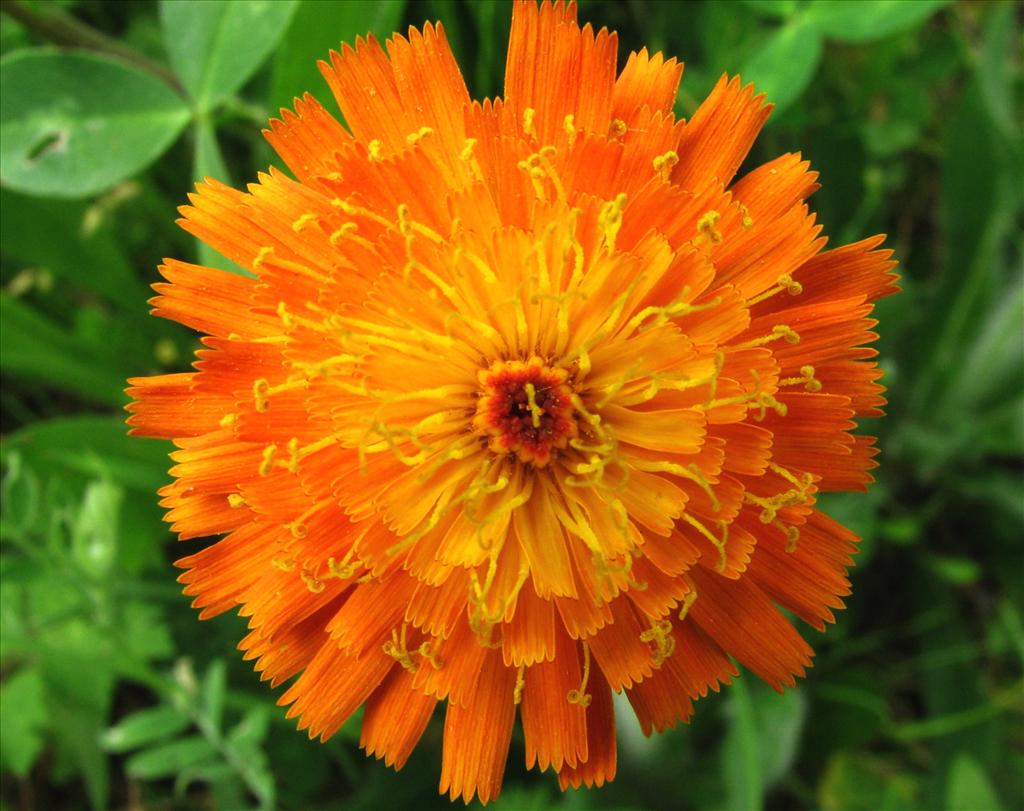 Pilosella aurantiaca (door Bert Verbruggen)