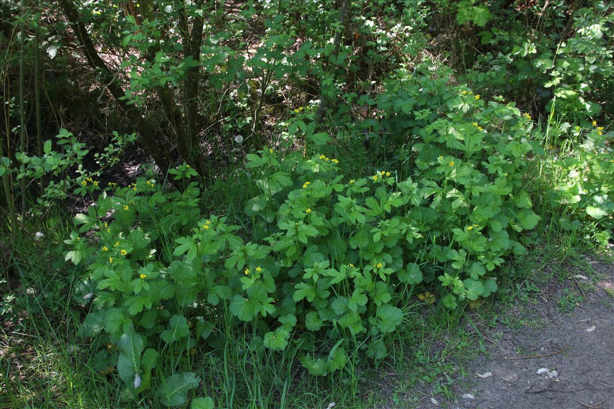 Geum macrophyllum (door Stef van Walsum)