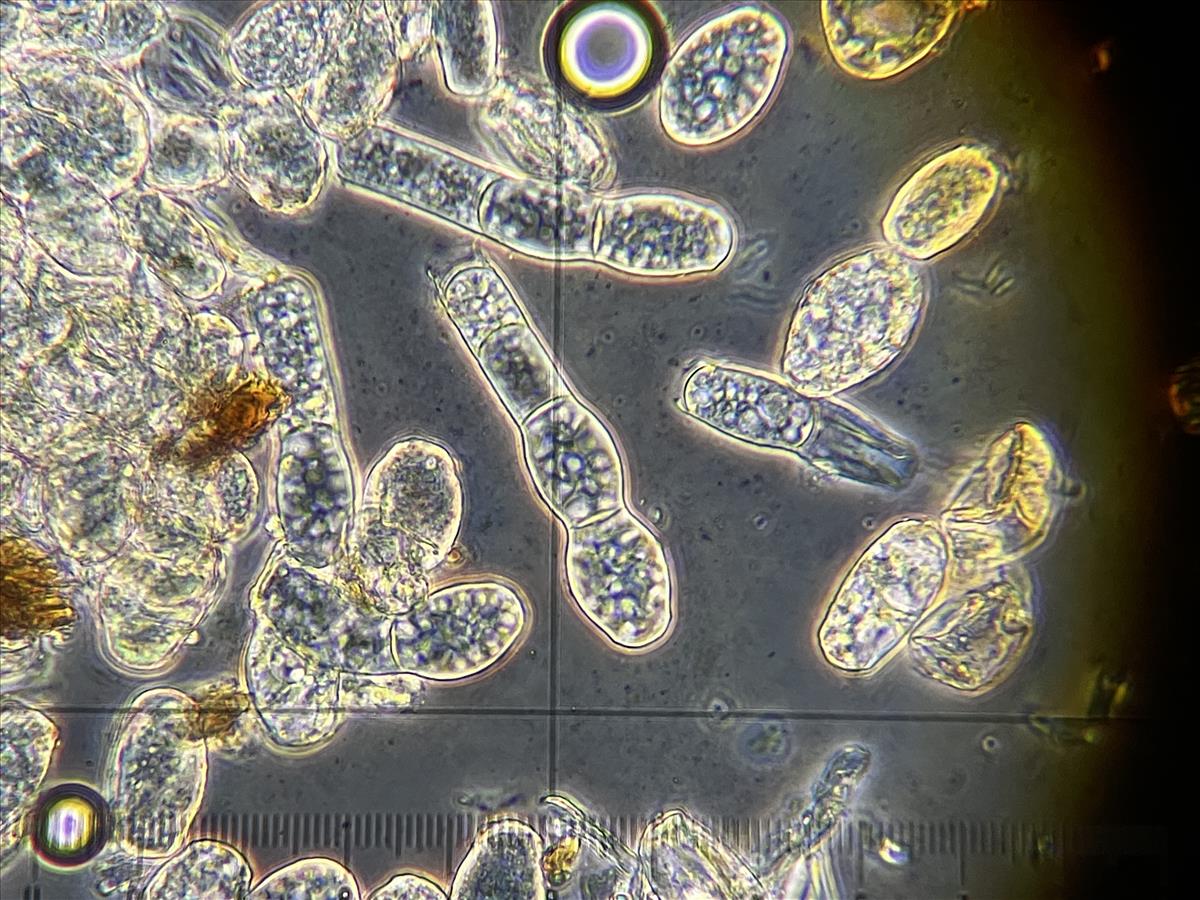 Golovinomyces asperifoliorum (door Eduard Osieck)