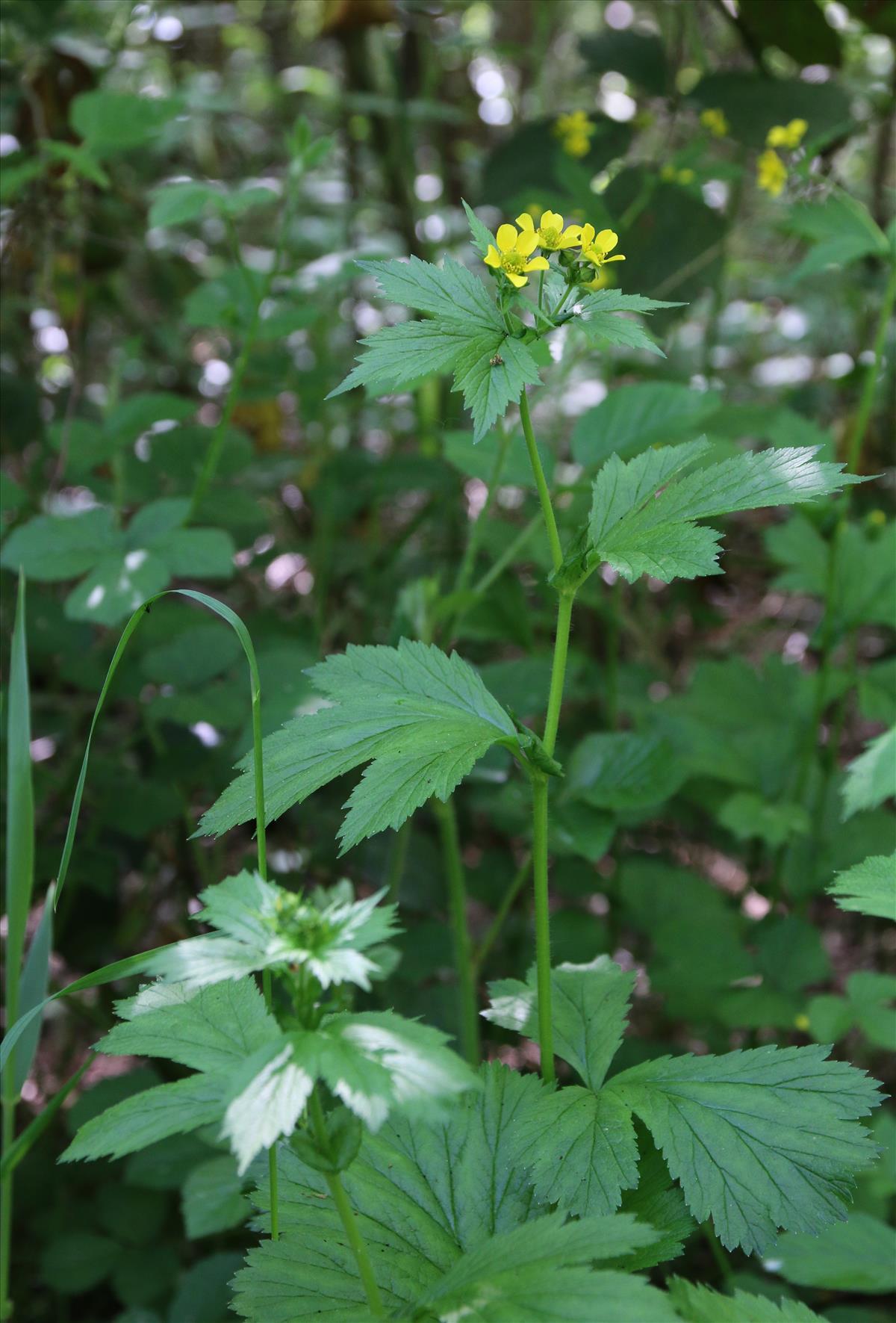 Geum macrophyllum (door Stef van Walsum)