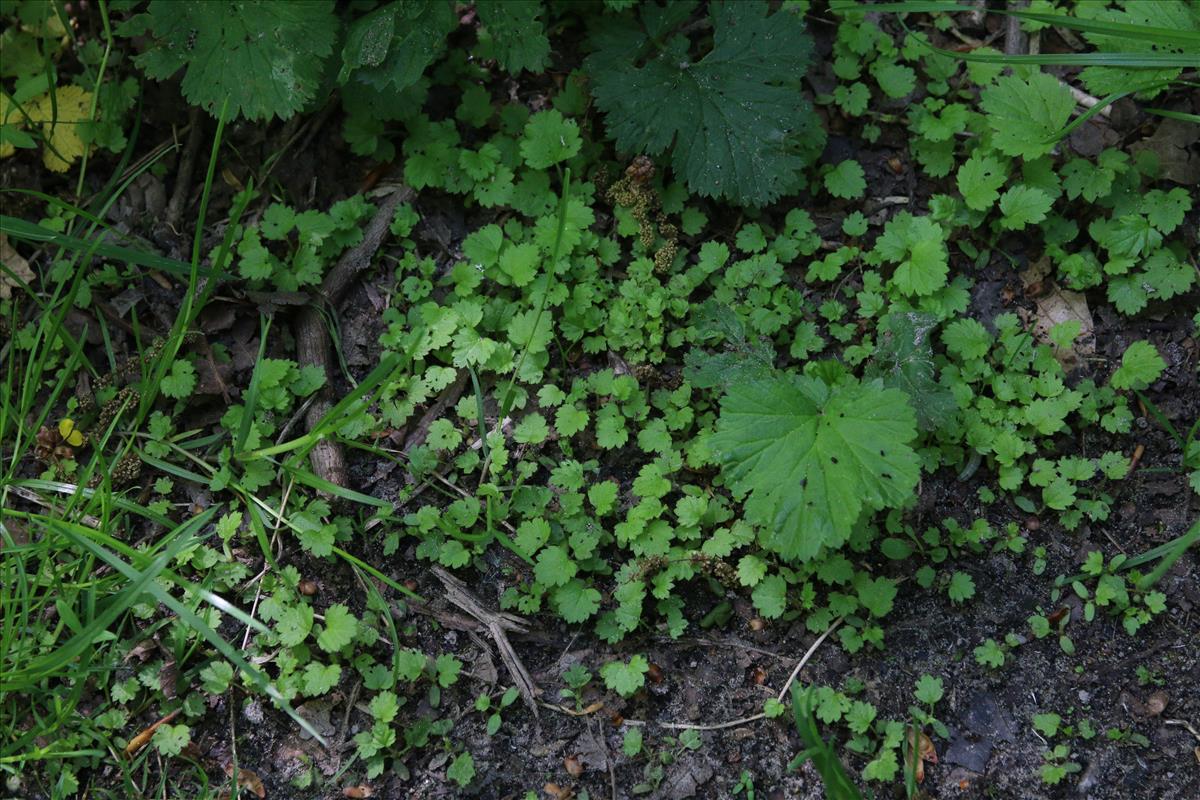 Geum macrophyllum (door Stef van Walsum)