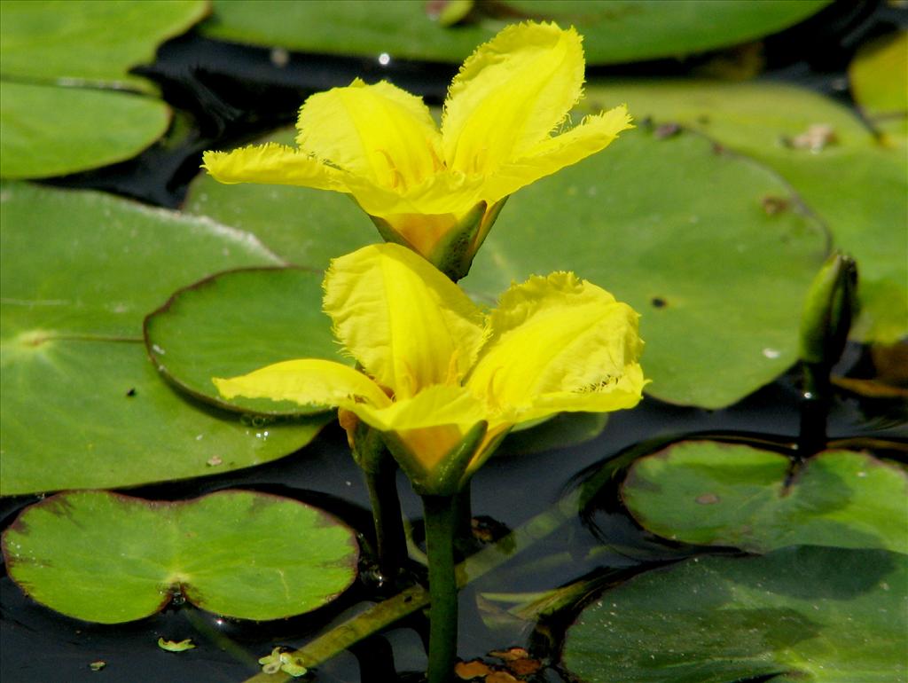 Nymphoides peltata (door Bert Verbruggen)