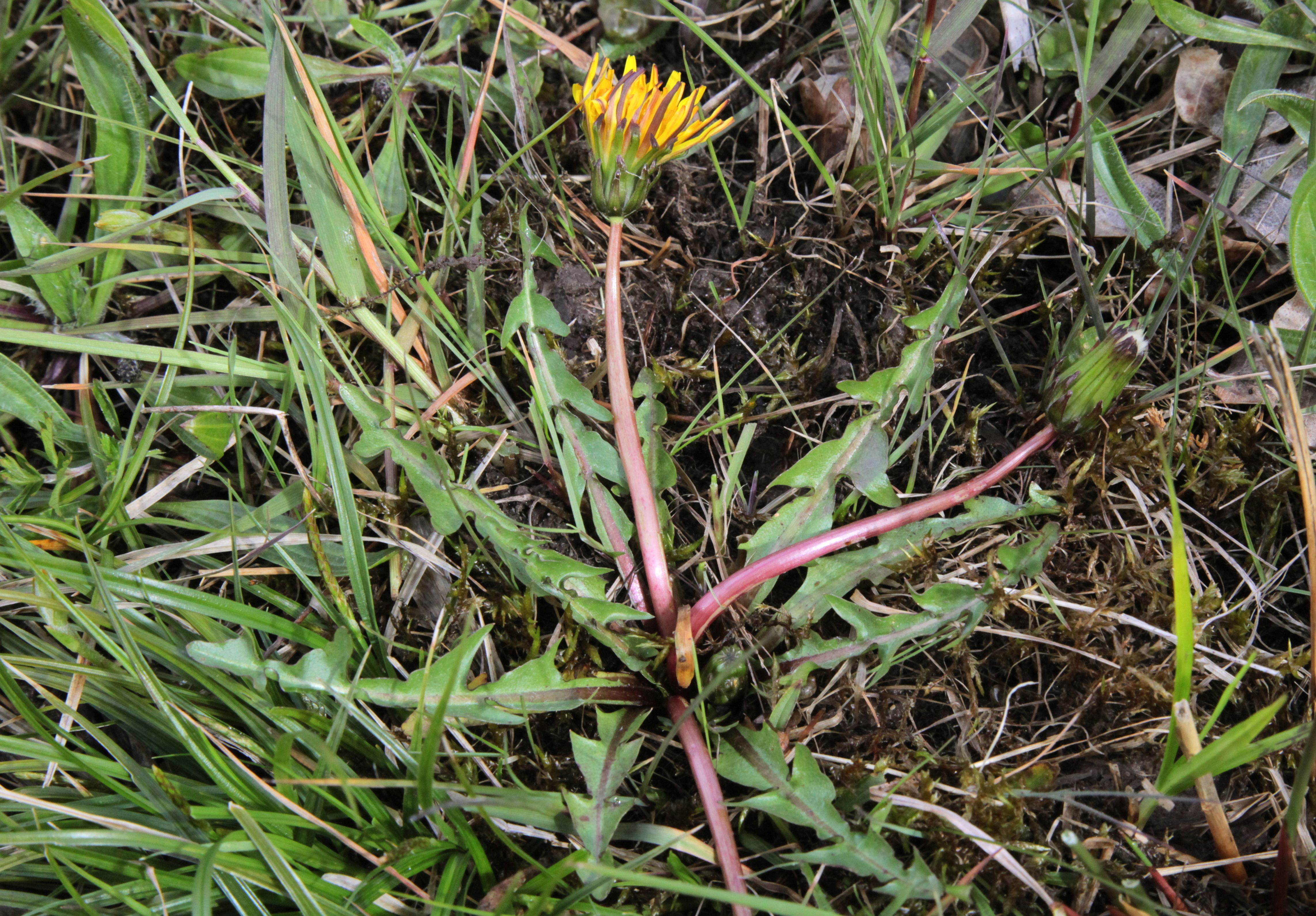 Taraxacum sect. Celtica (door Jelle Hofstra)