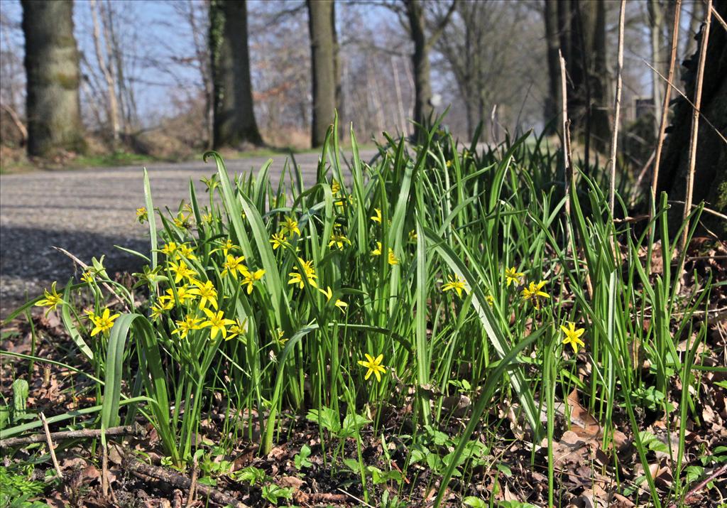 Gagea lutea (door Jelle Hofstra)