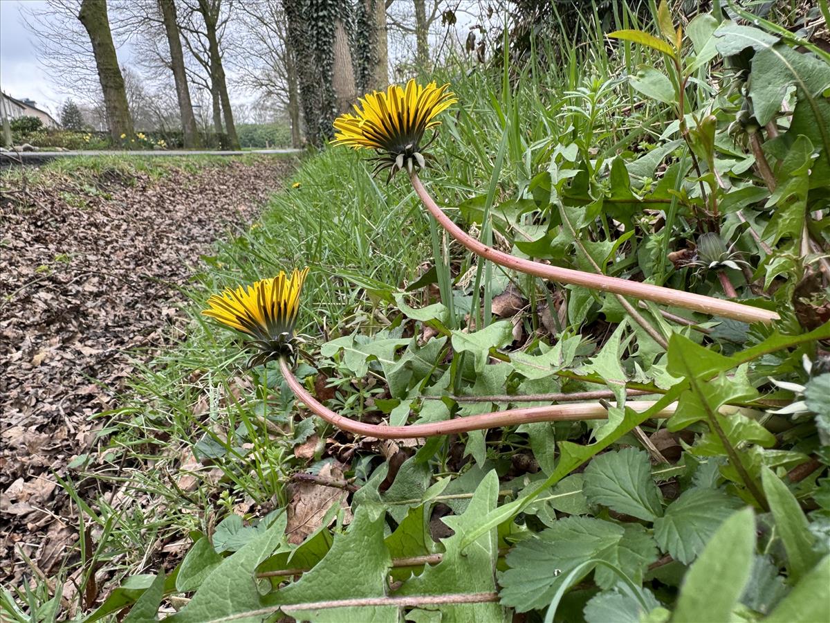 Taraxacum lamprophyllum (door Jelle J. Hofstra)