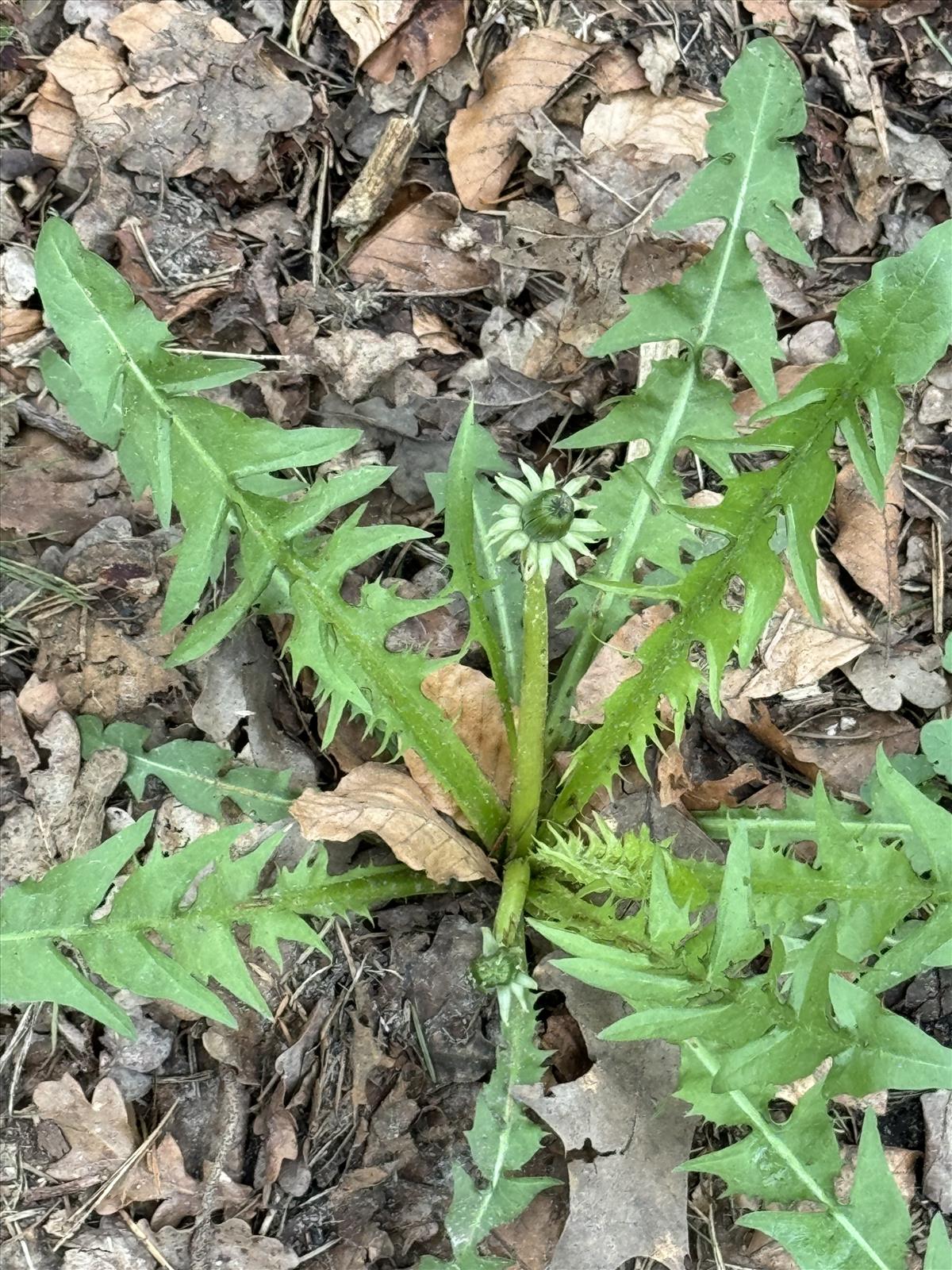 Taraxacum alatum (door Jelle J. Hofstra)