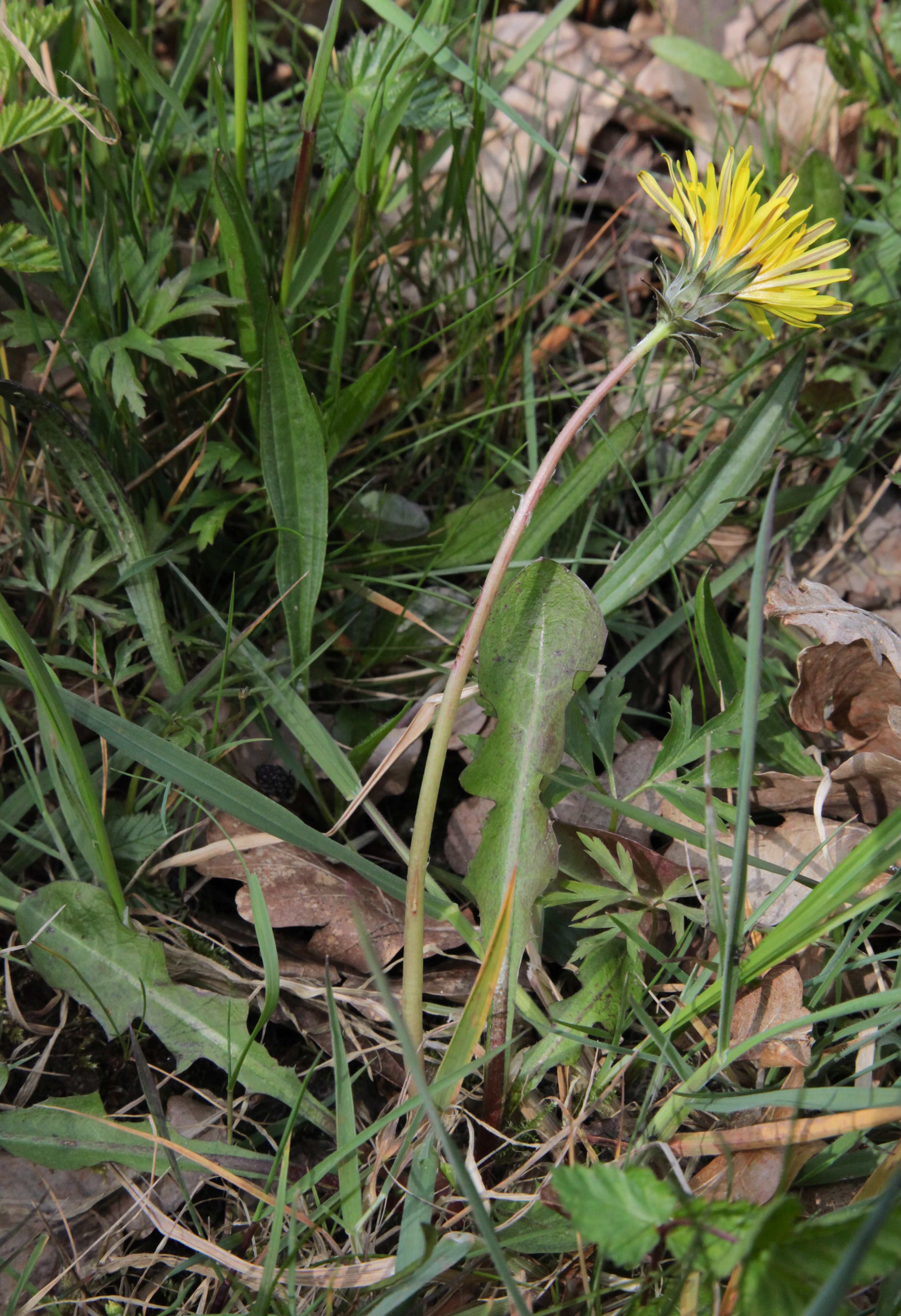 Taraxacum sect. Celtica (door Jelle Hofstra)